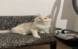 Maine Coon cats for stud: Red silver mackerel tabby Maine Coon for stud - Image 3