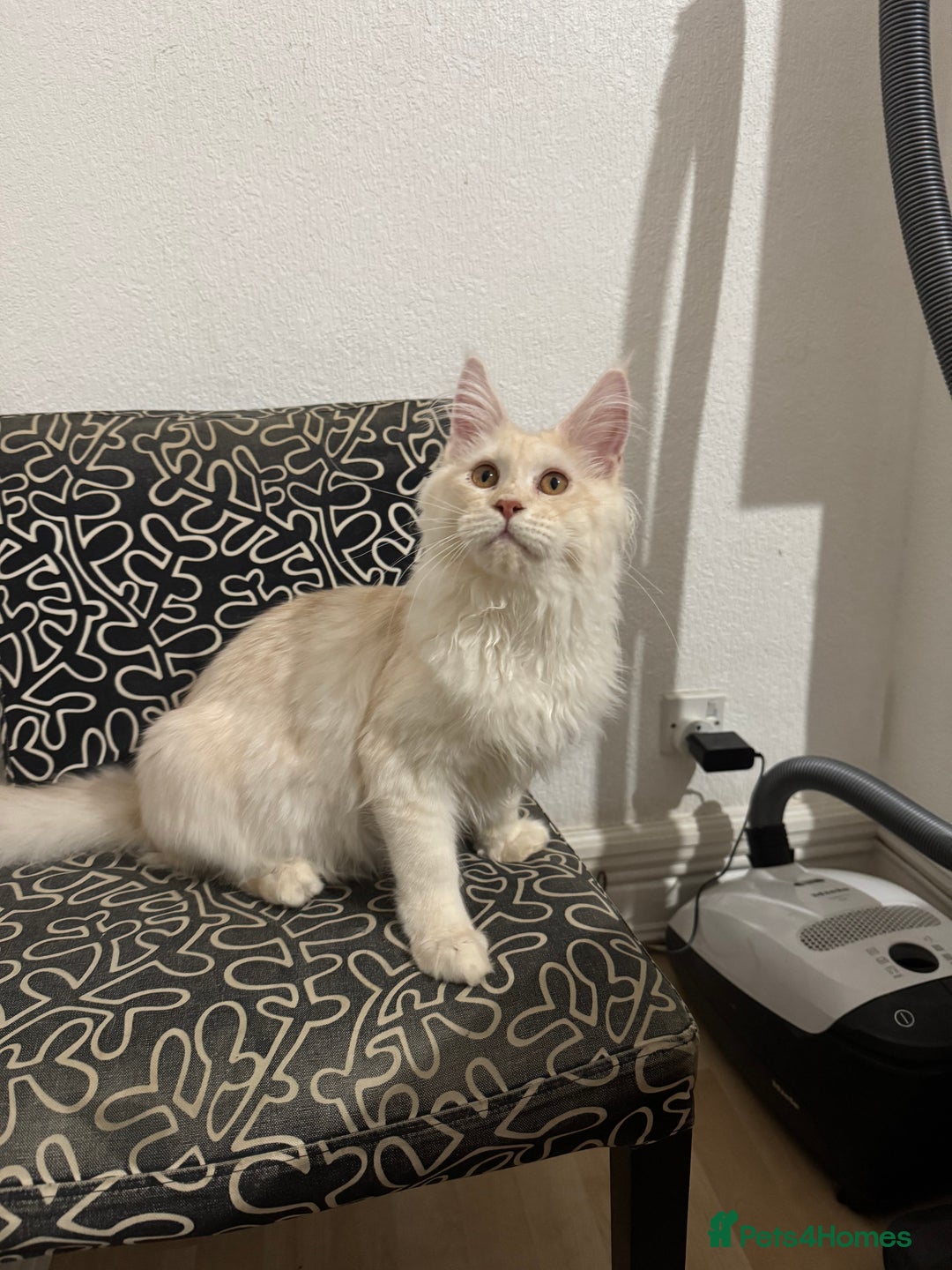 Maine Coon cats for stud: Red silver mackerel tabby Maine Coon for stud - Image 3