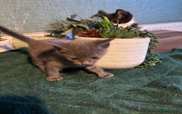 Mixed Breed cats for sale: Adorable kitten - Image 7