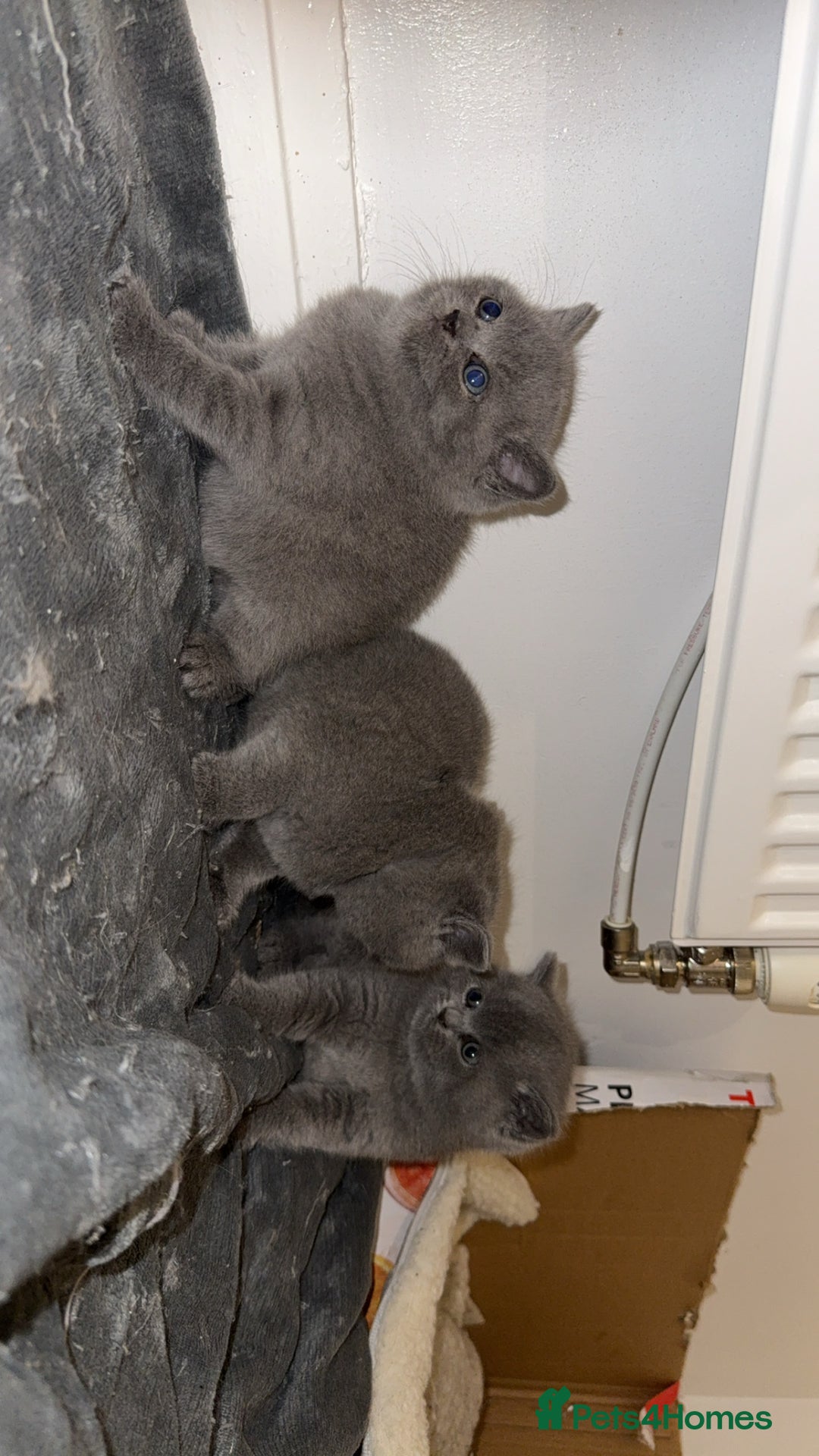 British Shorthair cats for sale: British short hairs  - Image 9