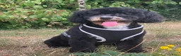Mixed Breed dogs for sale: Australian cavapoo male  - Advert 1