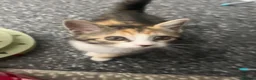 Mixed Breed cats for sale: 4 month female kitten for rehoming  - Advert 6