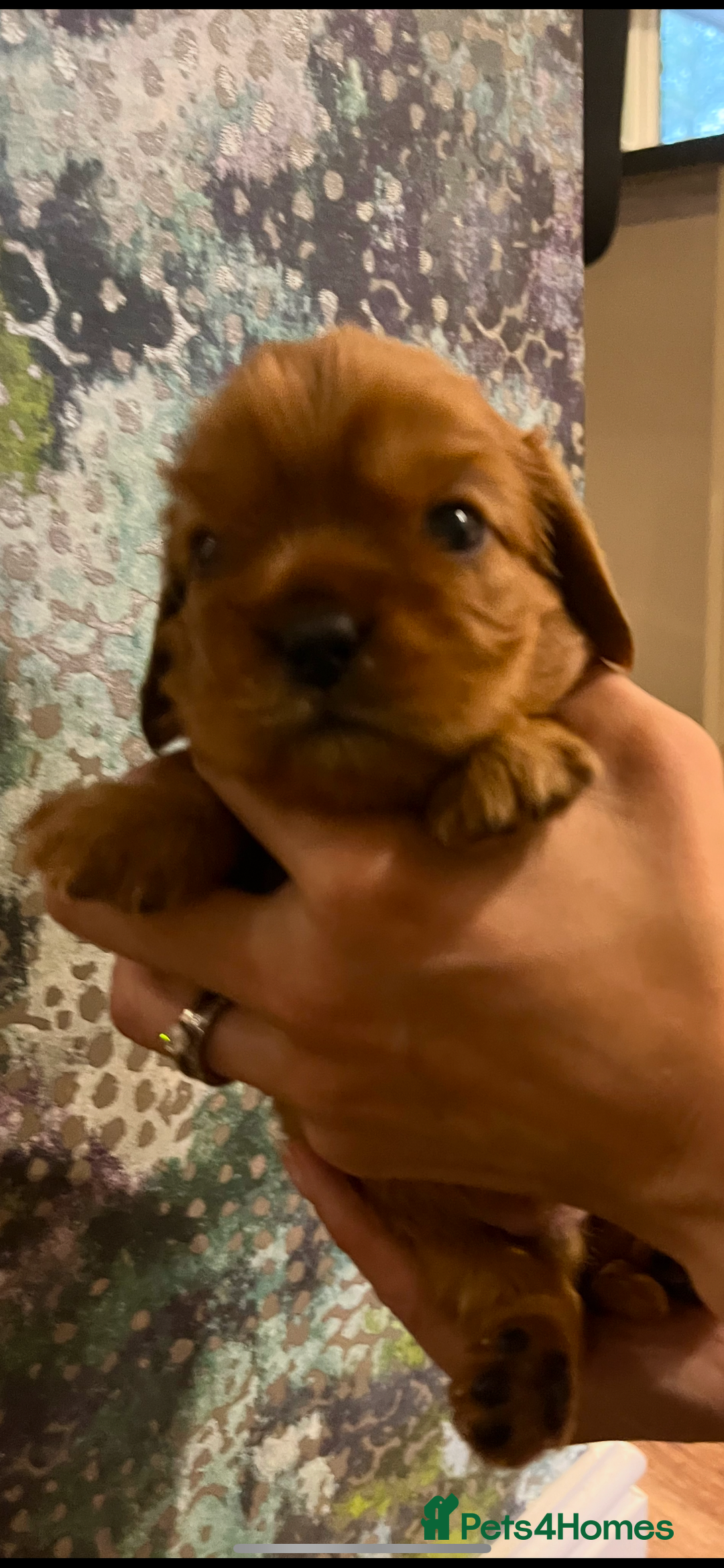 Cavalier King Charles Spaniel dogs for sale: Pure pedigree kc registered ruby cavaliers - Advert 15