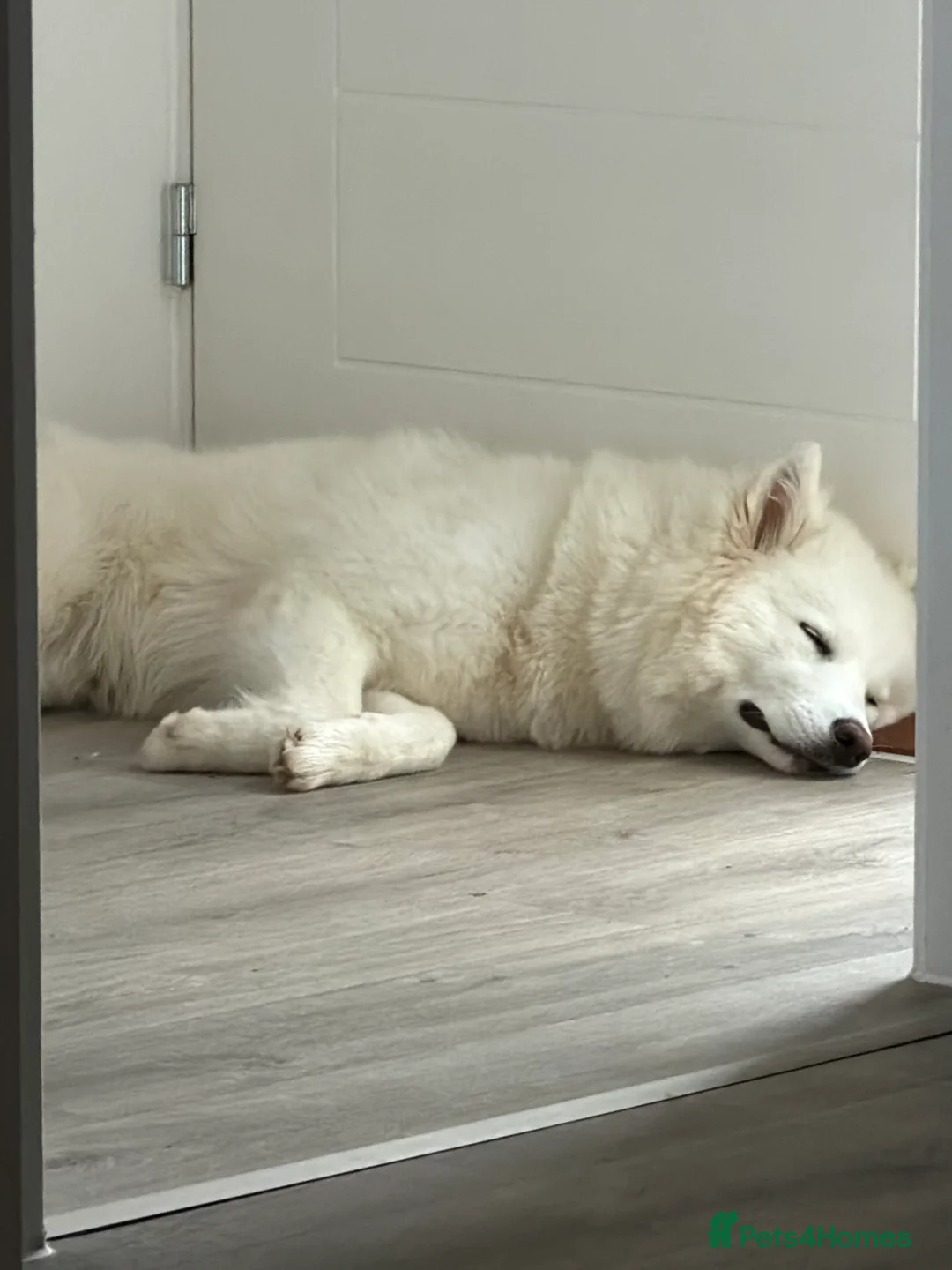 Siberian Husky dogs for sale: 7 month old Siberian Husky  in Bristol - Advert 2