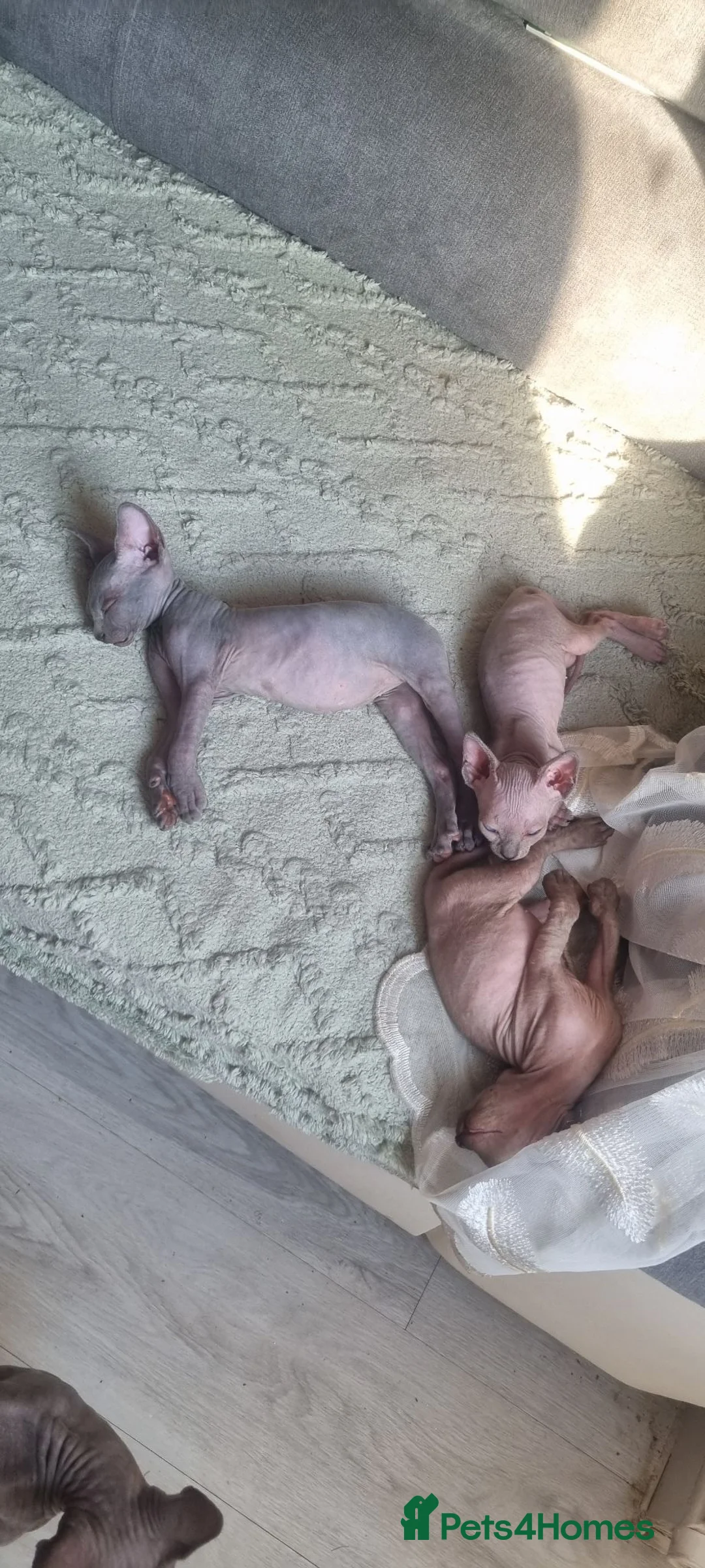 Sphynx cats for sale: Beautiful Newborn Sphynx Kittens4 kittens - Advert 2