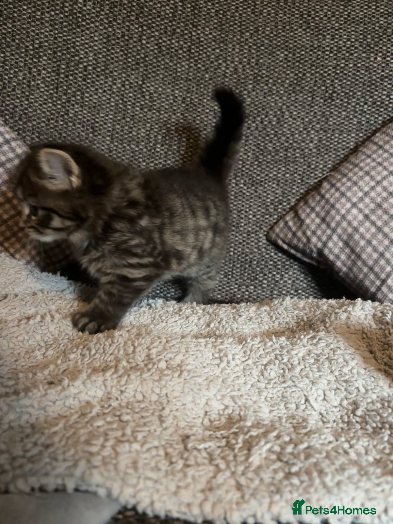 British Longhair cats for sale: Luna’s beautiful British longhair kittens 🐾🥰 in Bury Saint Edmunds - Advert 3