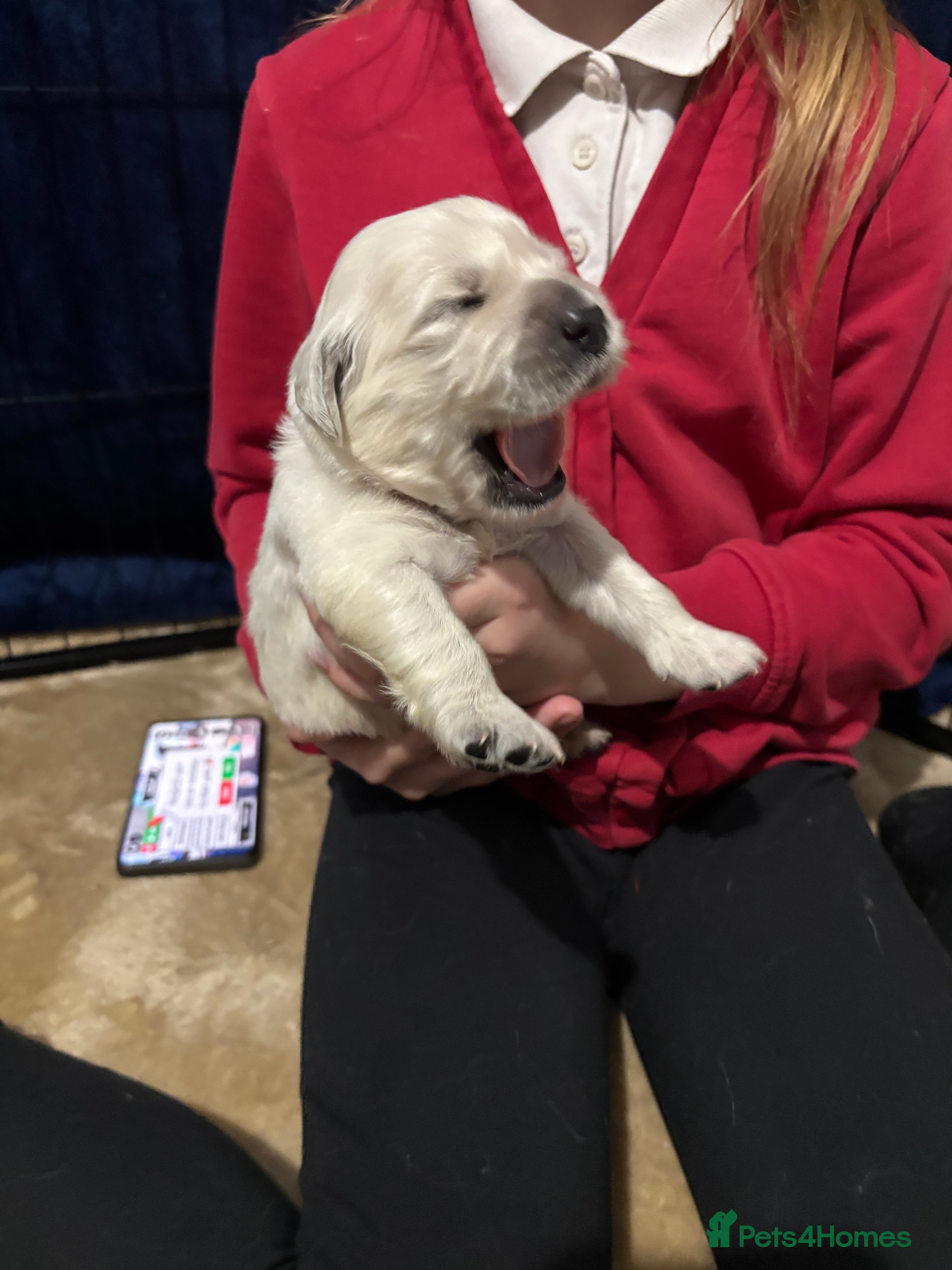 Golden Retriever dogs Golden retriever puppies - Advert 13