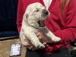 Golden Retriever dogs Golden retriever puppies - Advert 14