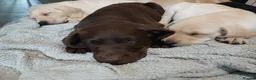 Labrador Retriever dogs for sale: READY TO LEAVE 🐶🐶 - Advert 15