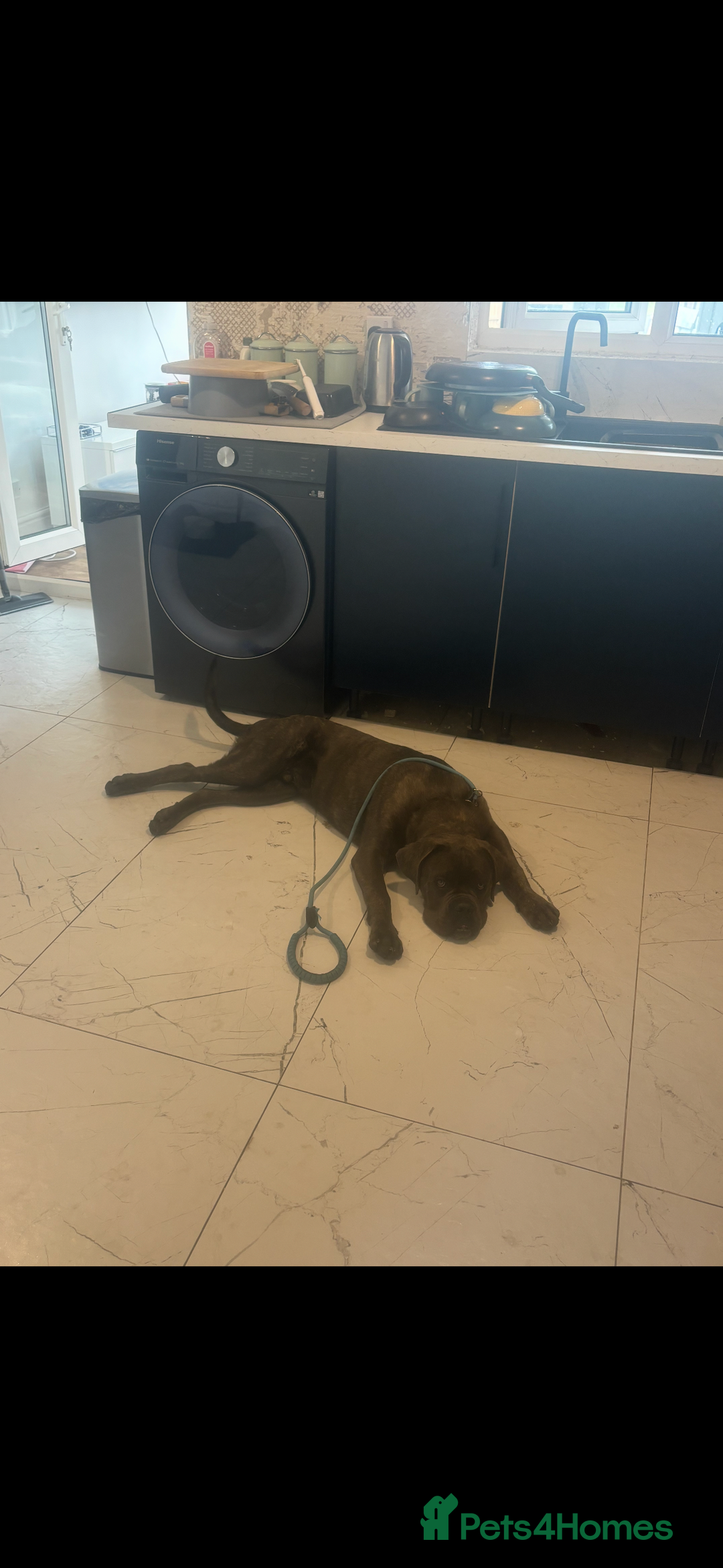 Cane Corso dogs for sale: our cane corso for re-home  - Image 2