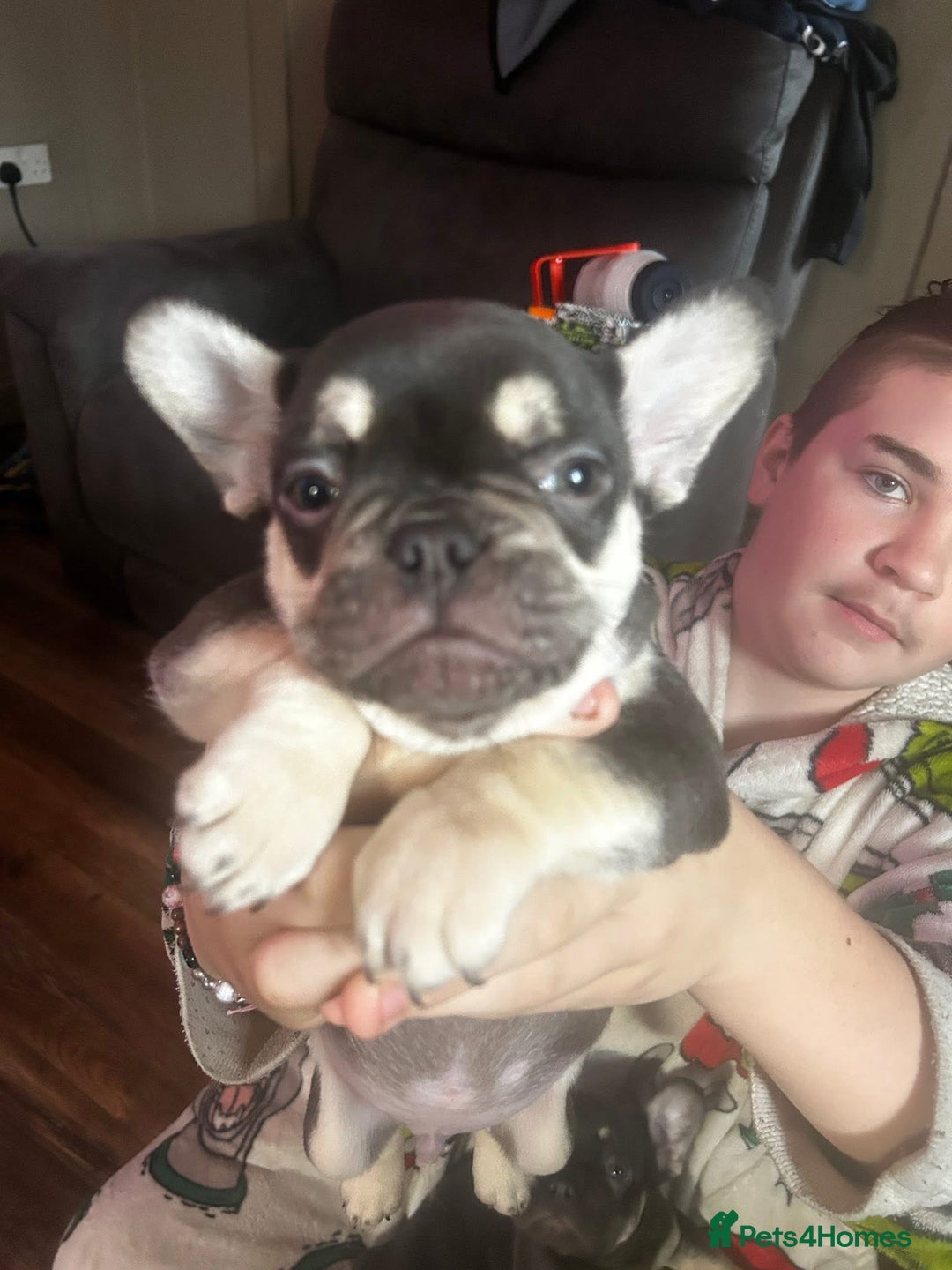 French Bulldog dogs for sale: french bull dog puppies  - Advert 2