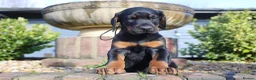 Dobermann dogs for sale: WAITLIST 2026 CEZARBLUE KC LICENSED BREEDER ⭐️ - Advert 15
