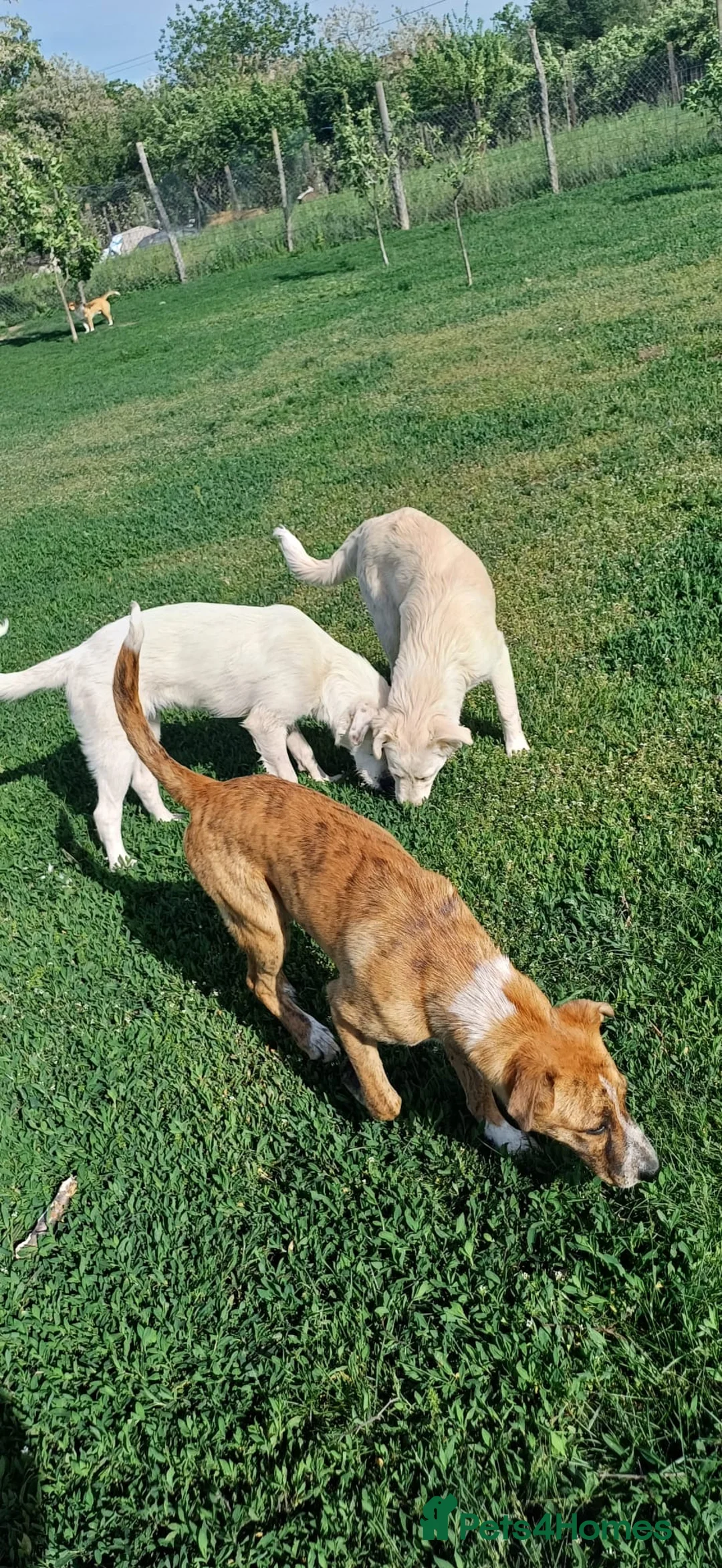 Mixed Breed dogs for adoption: 🐾🤍ALINA – A Beautiful Young Soul Still Waiting🐾 - Advert 2