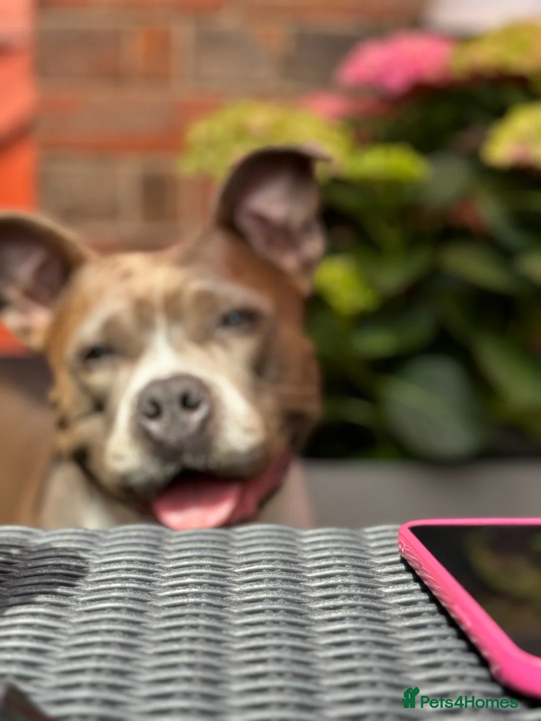 Staffordshire Bull Terrier dogs for sale: Donate Staffordshire Bull Terrier  in King's Lynn - Advert 10