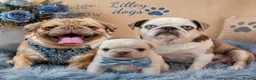 Pug dogs for sale: Gorgeous baby pug boy  - Advert 8