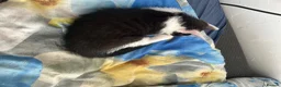 Mixed Breed cats for sale: Kittens are ready now  - Advert 9