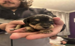 Mixed Breed dogs for sale: Bichon Frise / jackapoo puppies - Image 2