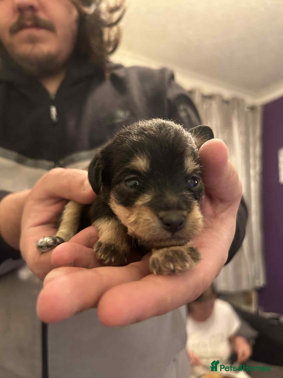 Mixed Breed dogs for sale: Bichon Frise / jackapoo puppies - Image 2