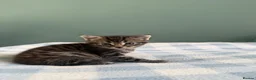 Mixed Breed cats for sale: x3 Mixed Breed Kittens (2M) (1F) - Advert 3