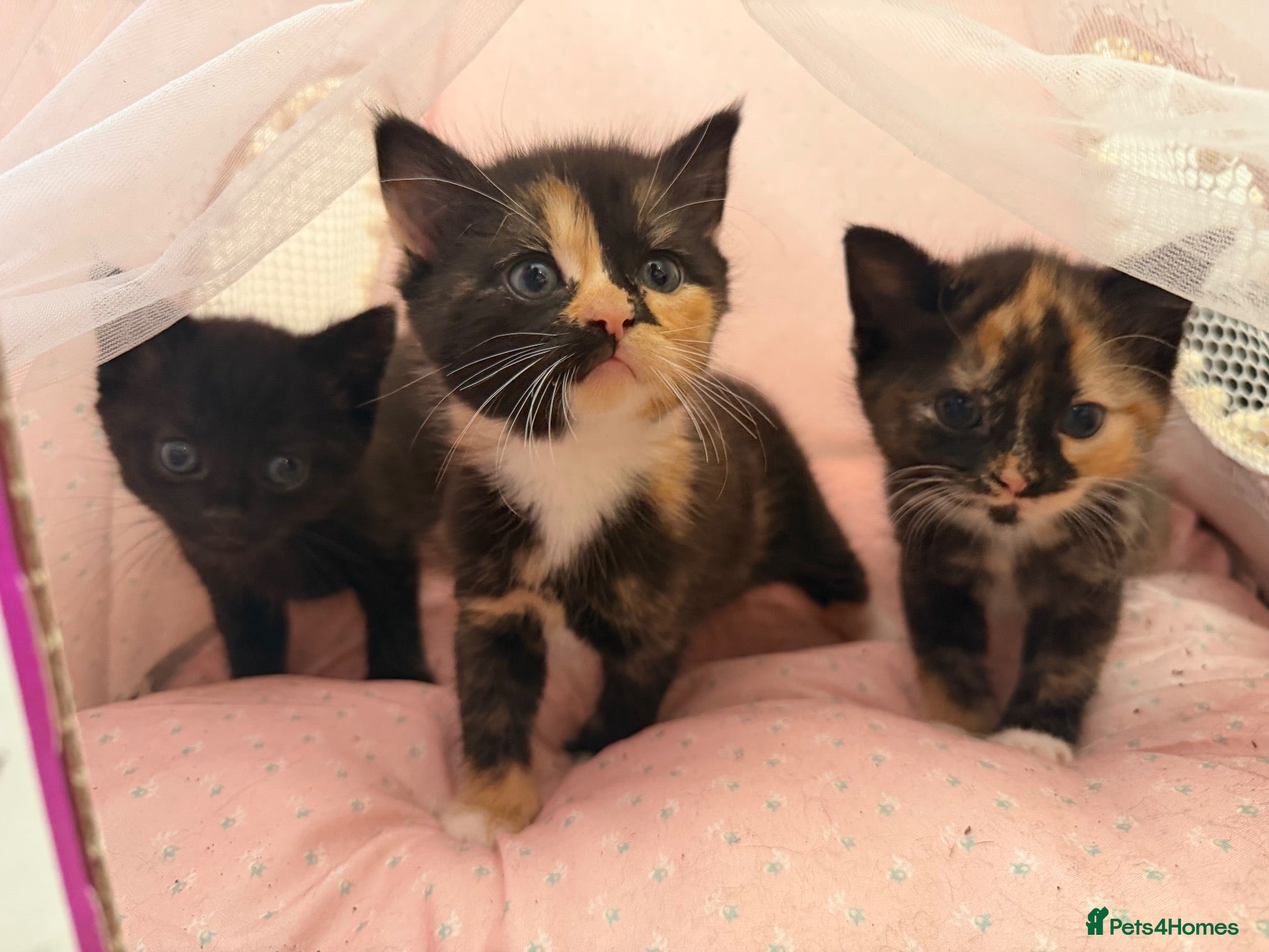 Mixed Breed cats Beautiful Kittens Looking for Their Forever Homes - Advert 1