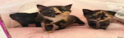Mixed Breed cats for sale: Beautiful Kittens Looking for Their Forever Homes in Gillingham - Advert 1