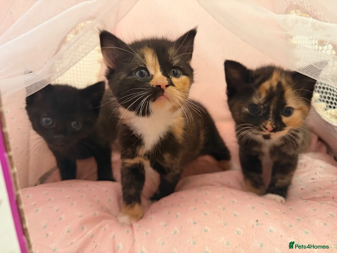 Mixed Breed cats for sale: Beautiful Kittens Looking for Their Forever Homes in Gillingham - Advert 1