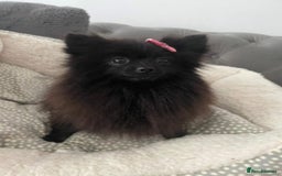 Pomeranian dogs for sale: Tiny 2 year old Pomeranian  - Image 3