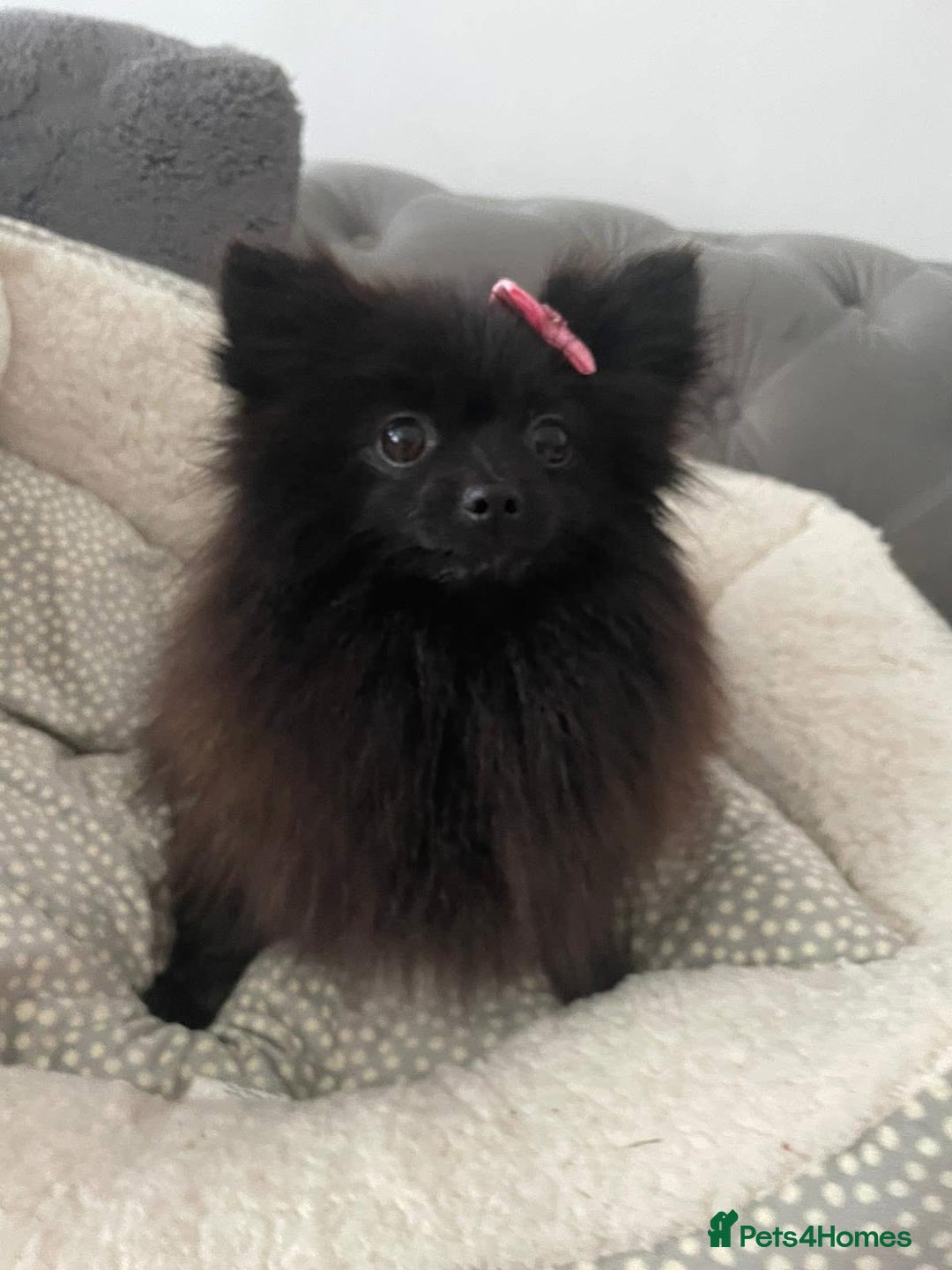 Pomeranian dogs for sale: Tiny 2 year old Pomeranian  - Image 3