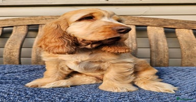 Cocker Spaniel dogs - Advert 2