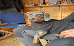 Miniature Dachshund dogs for stud: Proven dapple dachshund for stud - Image 6
