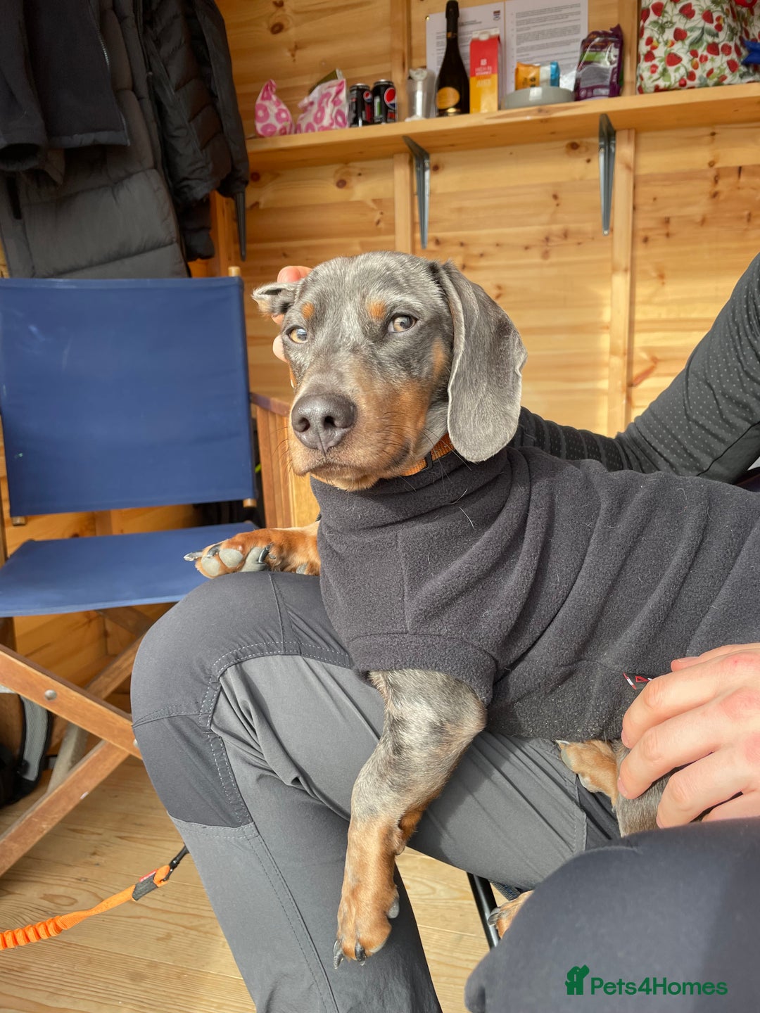 Miniature Dachshund dogs for stud: Proven dapple dachshund for stud - Image 6