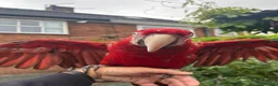 Macaws birds for sale: Green wing macaw  - Advert 5