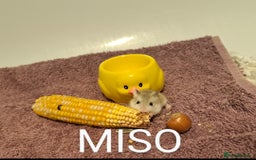 Hamster rodents for sale: Roborovoski baby hamsters - Image 1