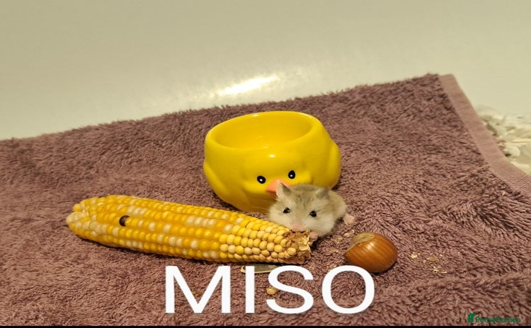 Hamster rodents - Advert 3