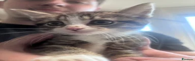 Domestic Shorthair 2
