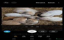 Mini Lop rabbits for sale: Mini lop bunnied - Image 1
