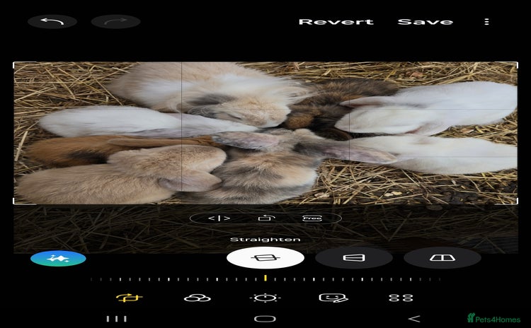 Mini Lop rabbits - Advert 1