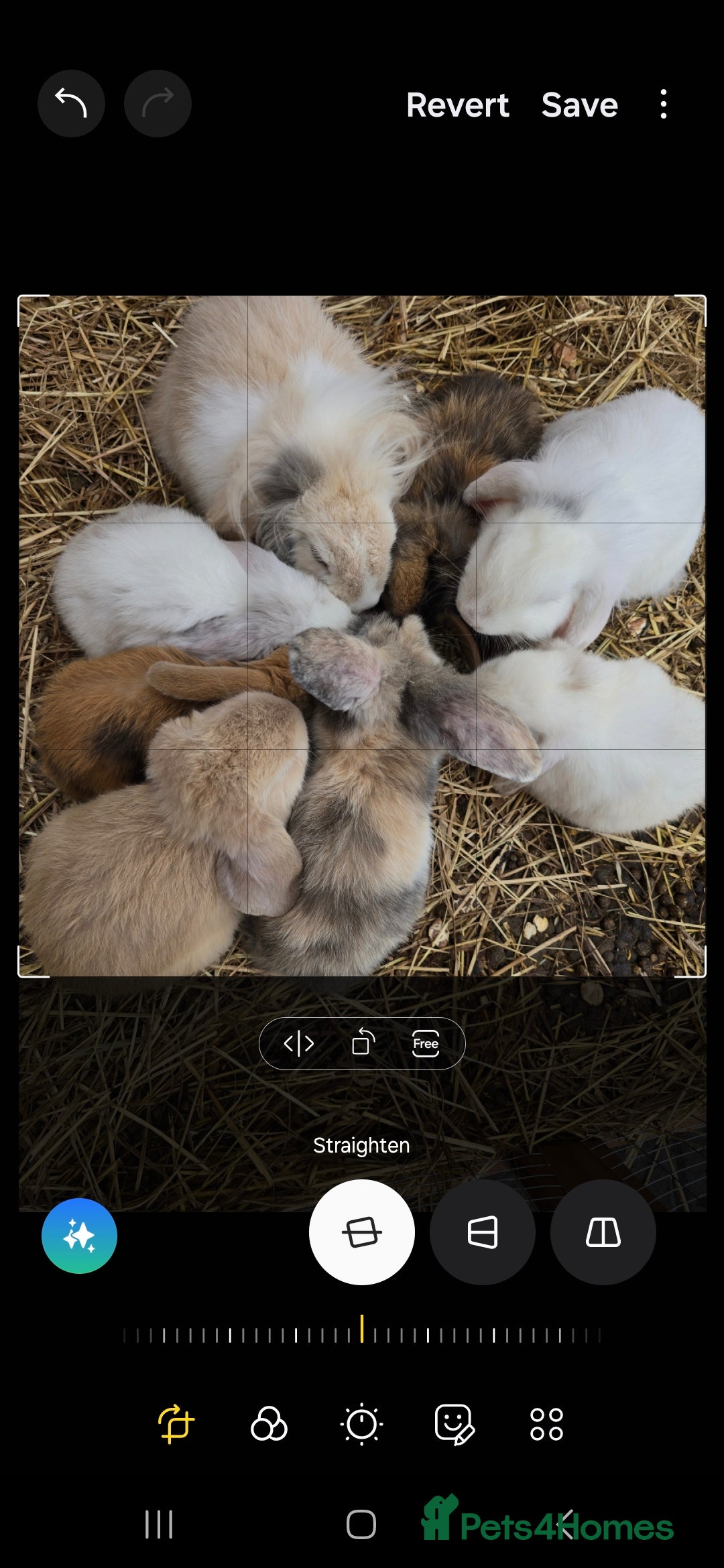 Mini Lop rabbits for sale: Mini lop bunnied - Image 1