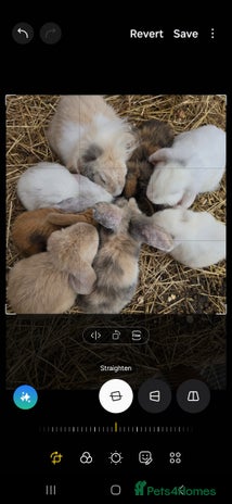 Mini Lop rabbits - Advert 2