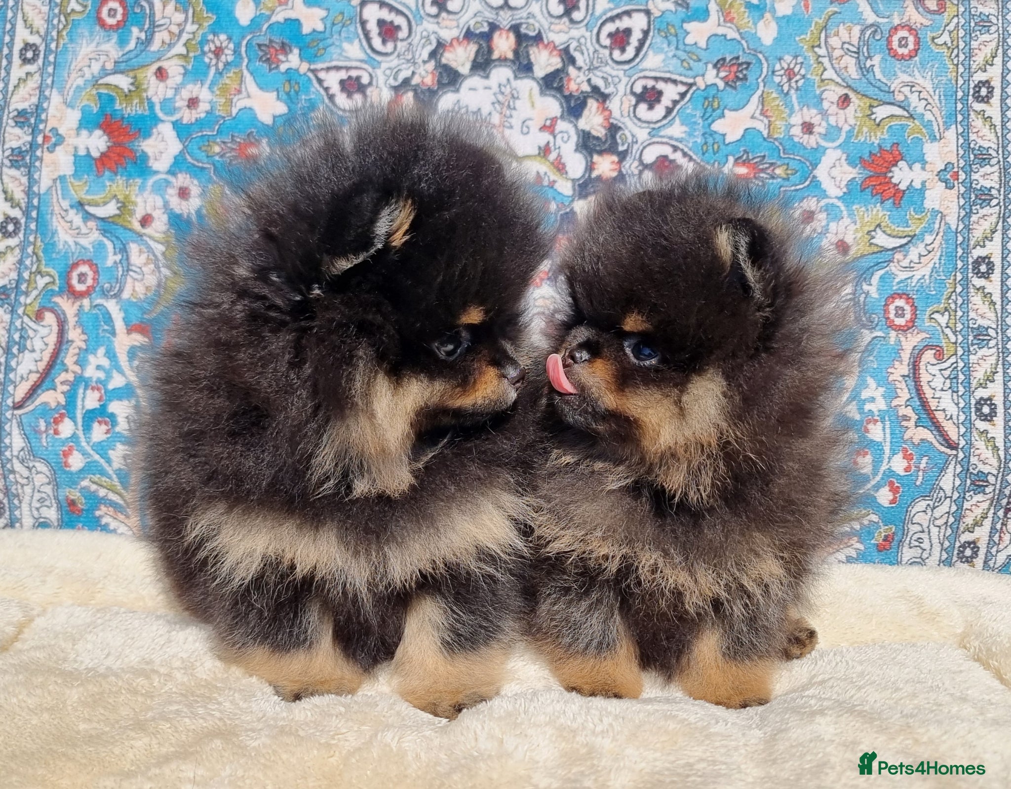 Pomeranian dogs Luxury Pomeranian puppies for sale!!! - Advert 4