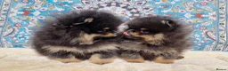 Pomeranian dogs for sale: Luxury Pomeranian puppies for sale!!! - Advert 5