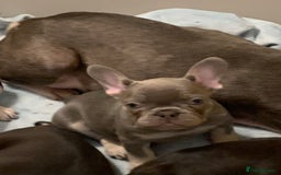 French Bulldog dogs for sale: KC LilacChocolate fully vaccinated health checked  - Image 3