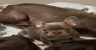 French Bulldog dogs - Advert 2