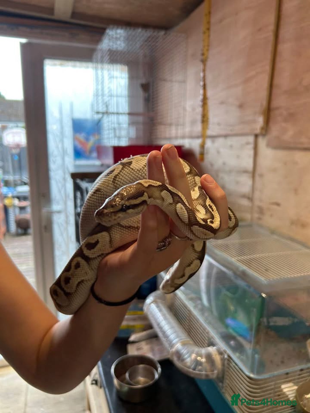 Rat rodents for sale: Ball python - Image 1