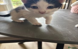 Mixed Breed cats for sale: Kittens for sale - Image 17