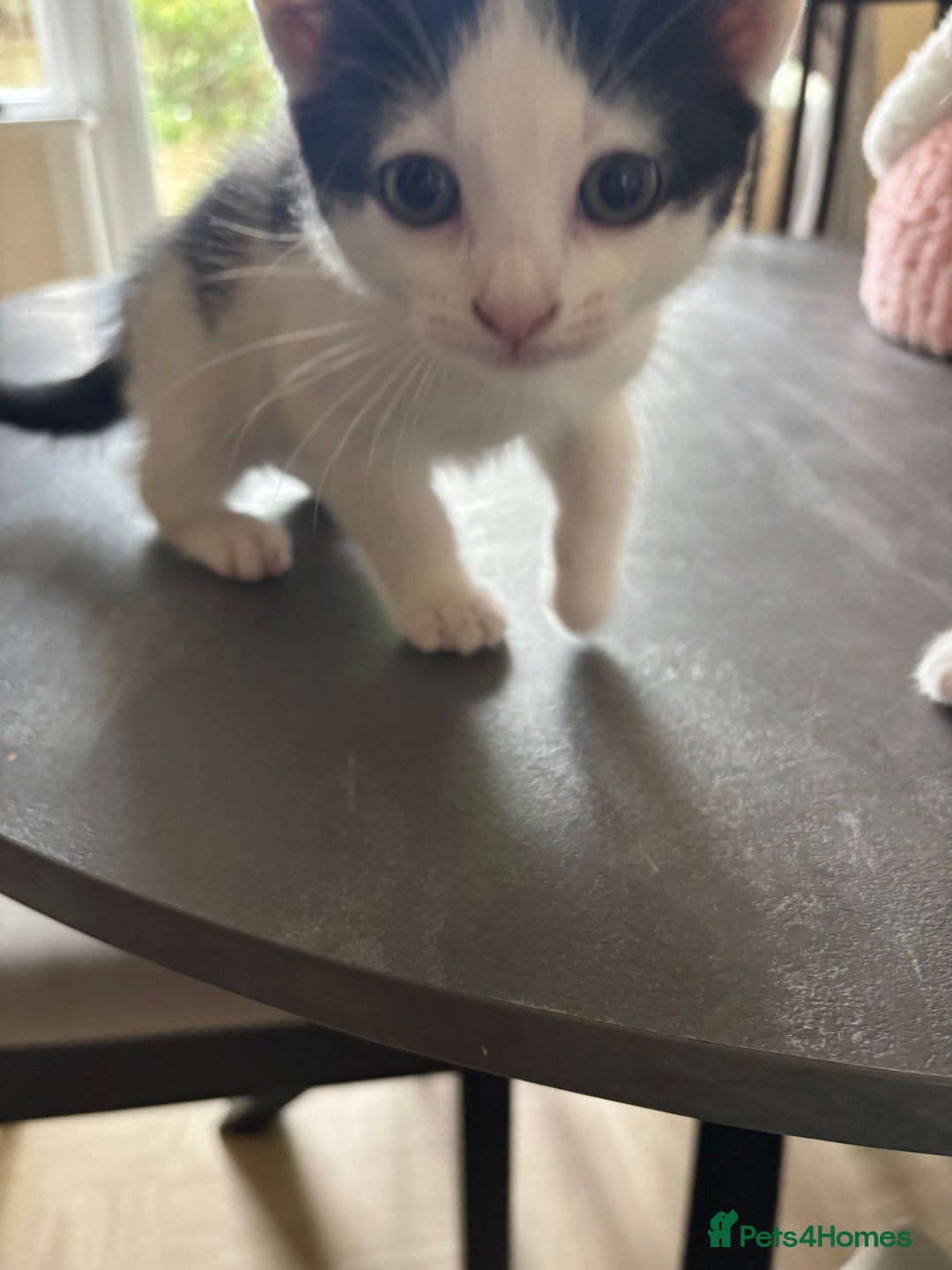 Mixed Breed cats for sale: Kittens for sale - Image 17