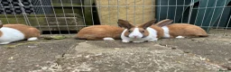 Rex rabbits for sale: Baby Dutch bunnies 10 weeks  - Advert 5