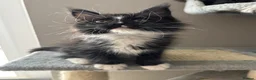 Maine Coon cats for sale: AMAZING TICA MAINE COON KITTENS  - Advert 14