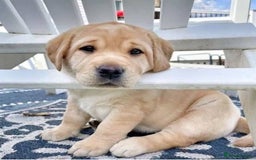 Labrador Retriever dogs for sale: AMAZING KC RED LABRADOR PUPPIES - Image 1
