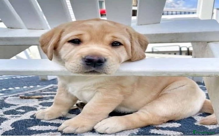 Labrador Retriever dogs - Advert 3